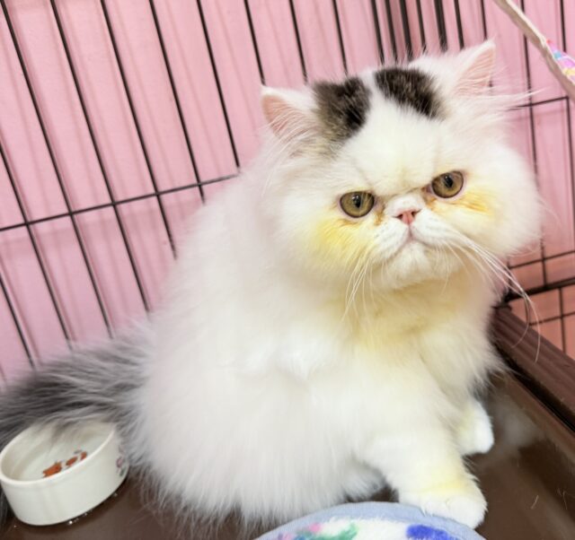 エキゾチック