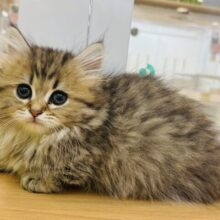 あの……ね…実は…そのぉ…わたち甘えたいの♡ミヌエットちゃん！