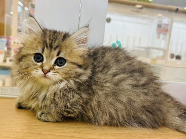 ミヌエット