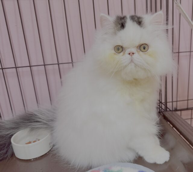 エキゾチック