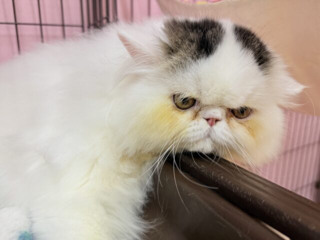 エキゾチック