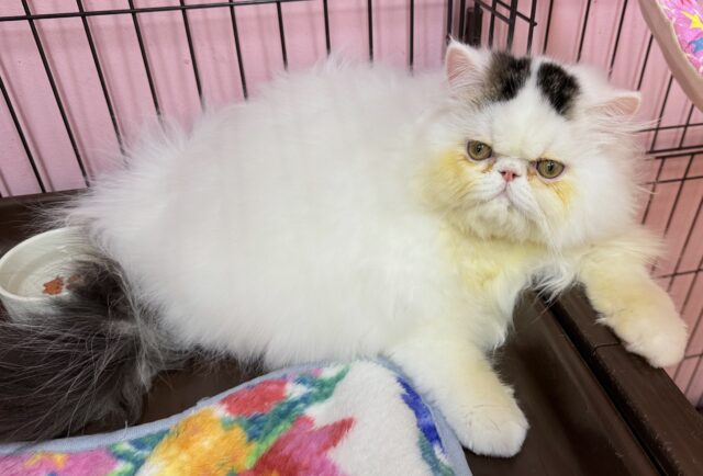 エキゾチック