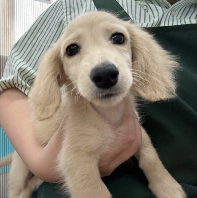 ミニチュアダックス