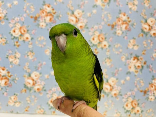 サザナミインコ