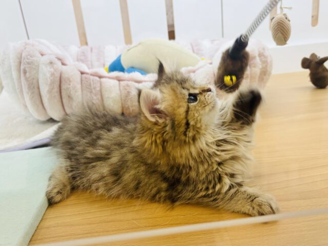 ミヌエット