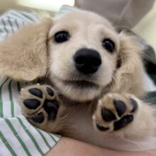 最新画像！やんちゃ盛りなダックスくん😚