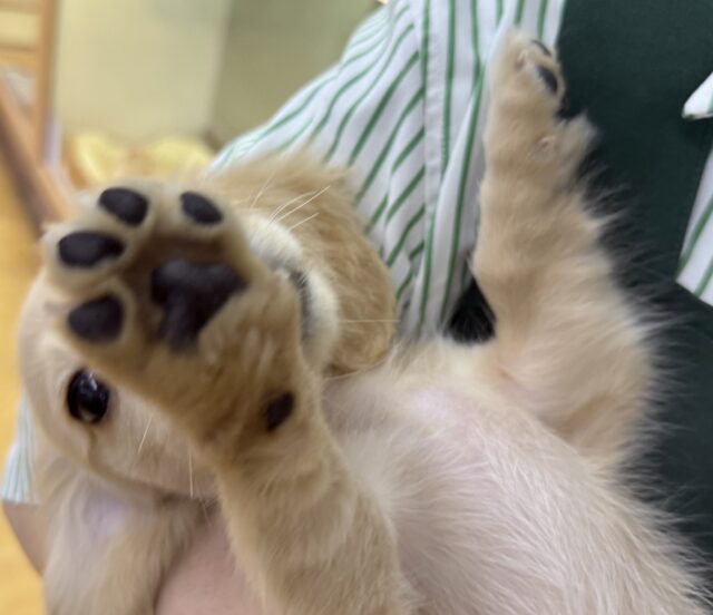 ミニチュアダックス