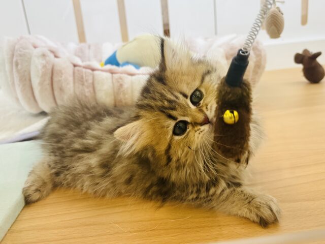 ミヌエット