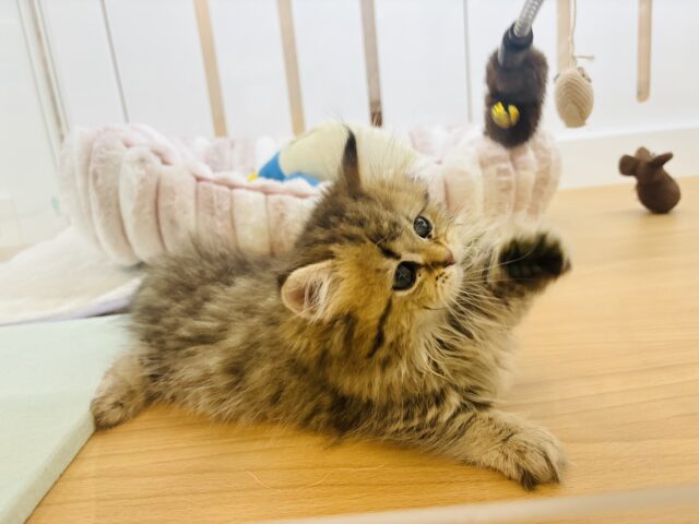 ミヌエット
