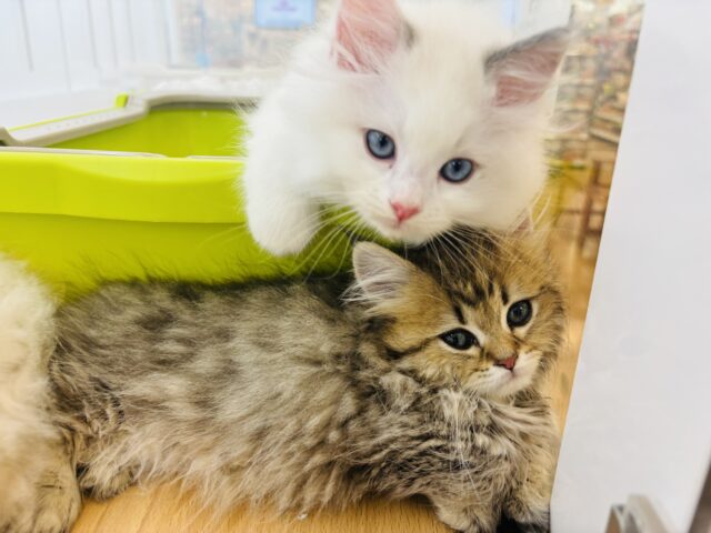 ミヌエット