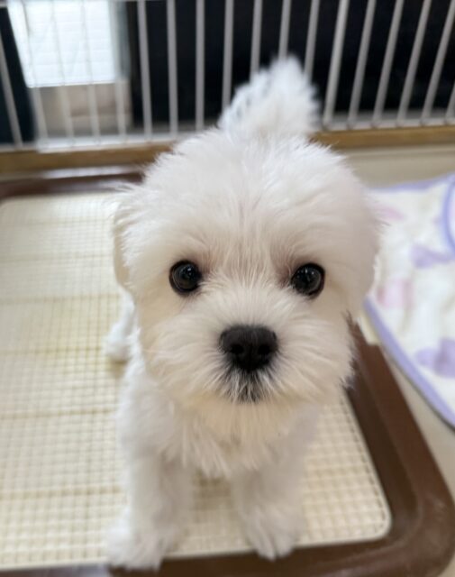 マルチーズ