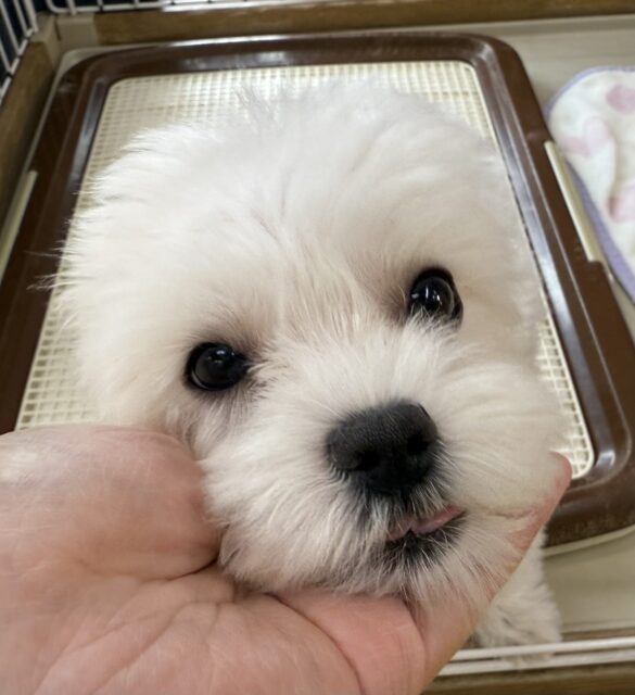 マルチーズ