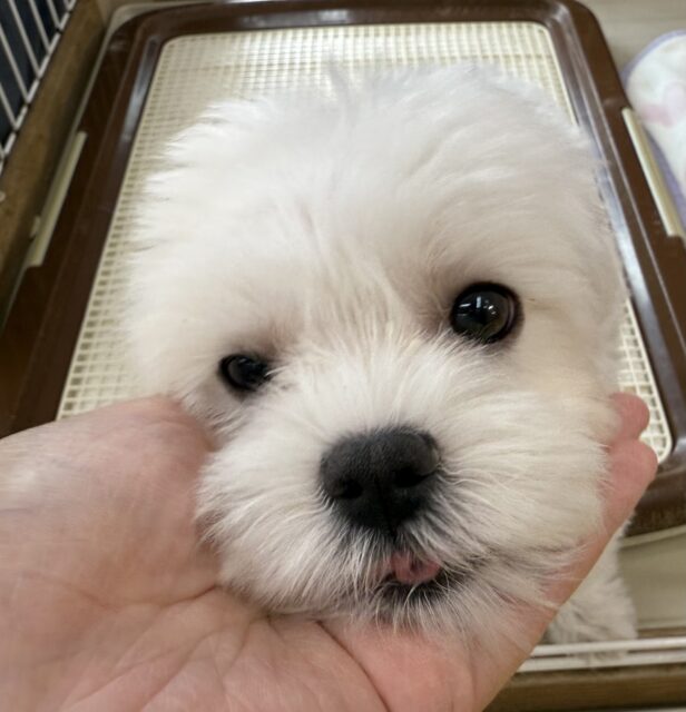 マルチーズ
