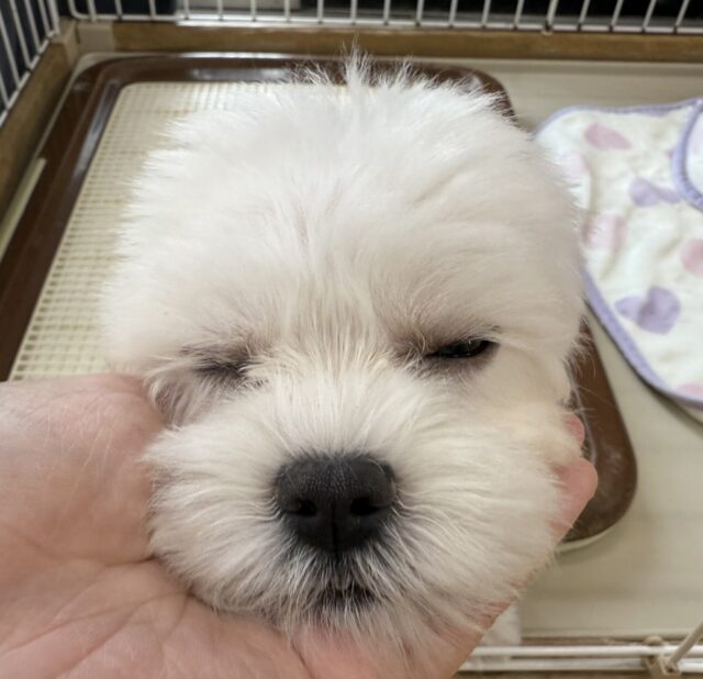 マルチーズ