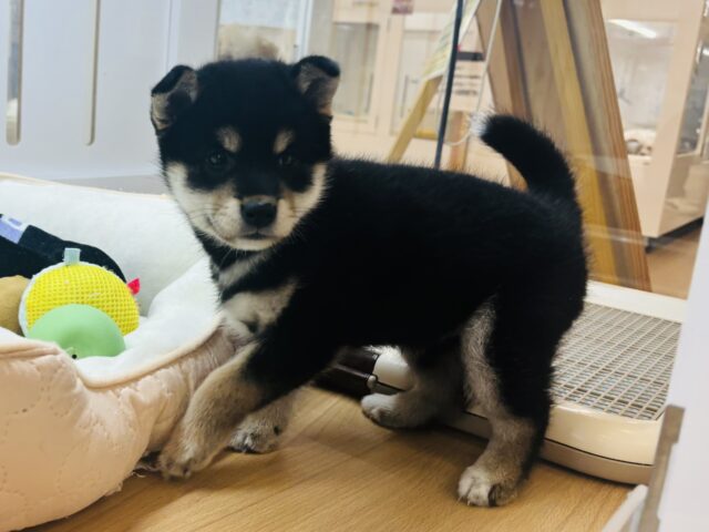 柴犬