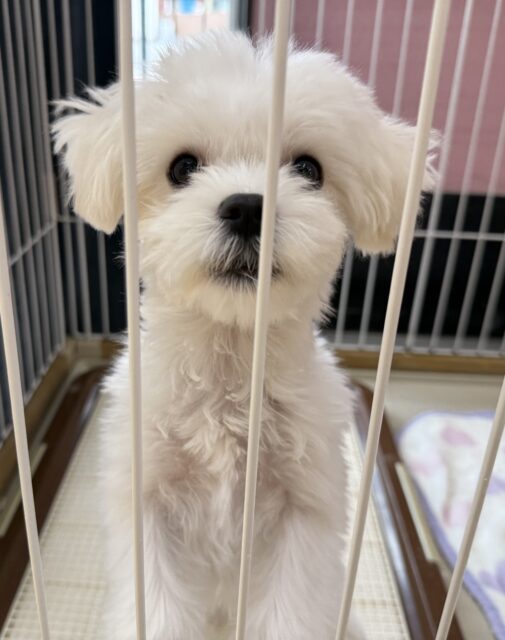 マルチーズ