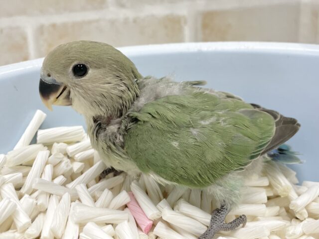 コザクラインコ（小桜インコ）