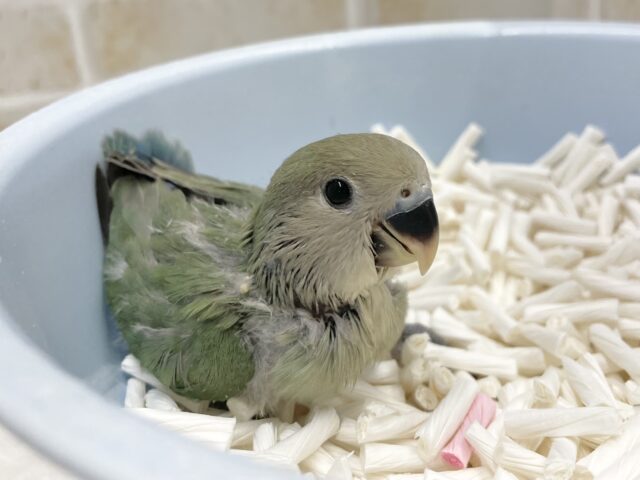 コザクラインコ（小桜インコ）