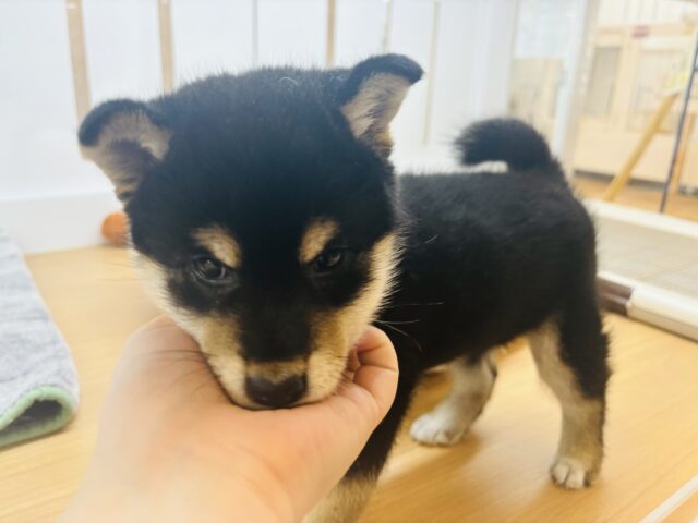 柴犬