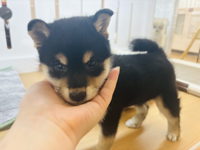 柴犬