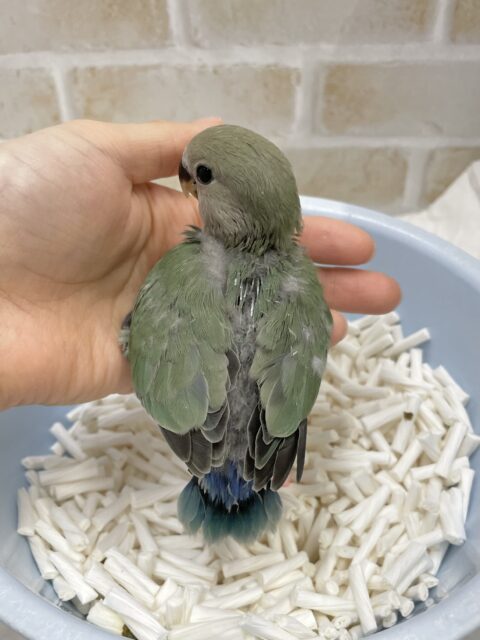 コザクラインコ（小桜インコ）