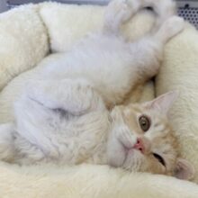最近画像！カールが素敵🐈ラムキンくん！
