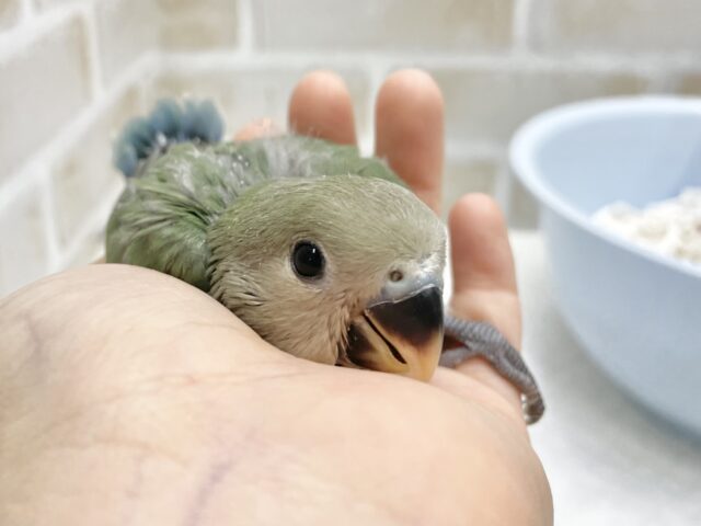 コザクラインコ（小桜インコ）