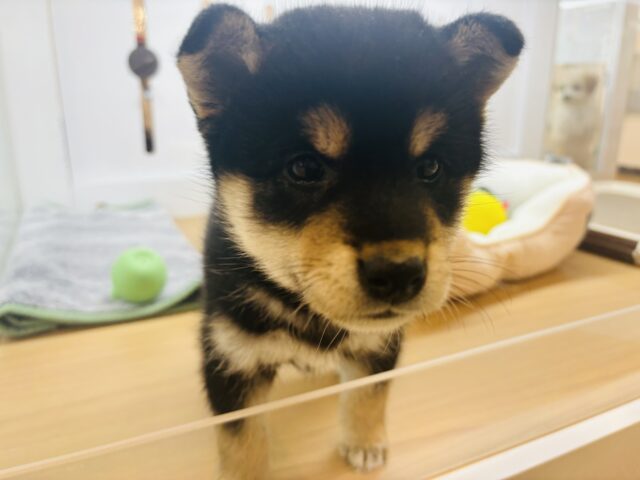柴犬