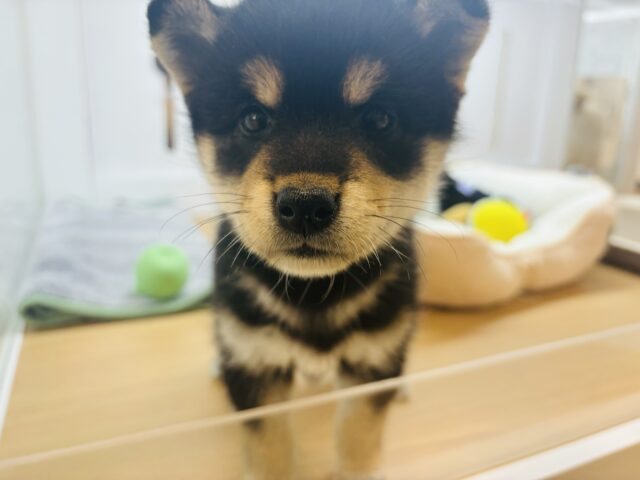 柴犬