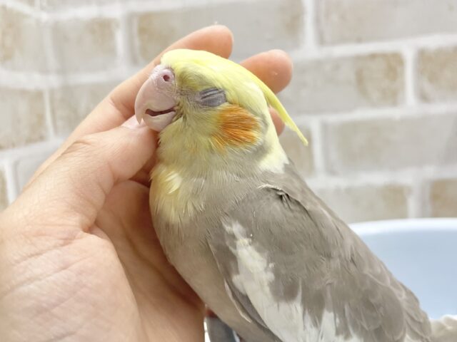 オカメインコ