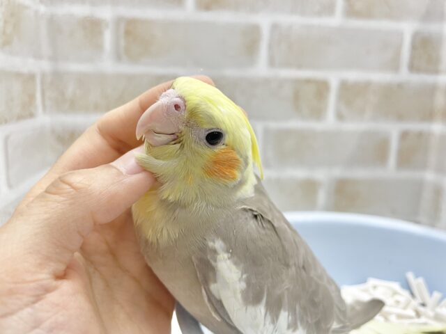 オカメインコ