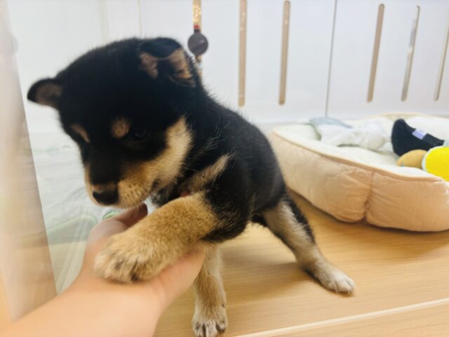 柴犬