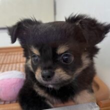 最新画像！元気の塊のようなチワワ来ましたー