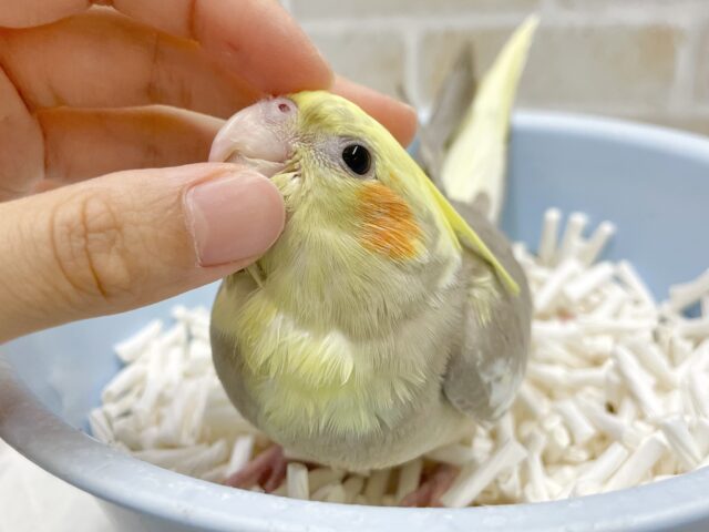 オカメインコ