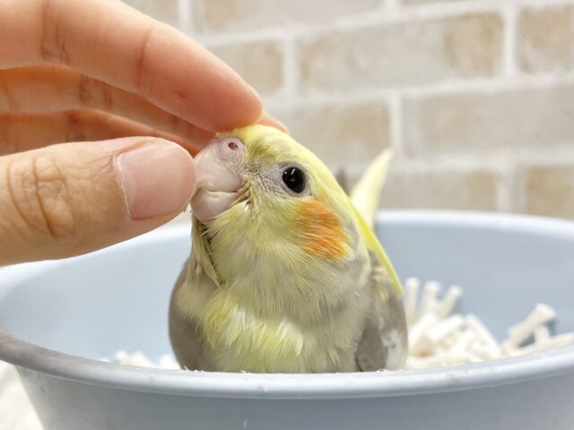 オカメインコ