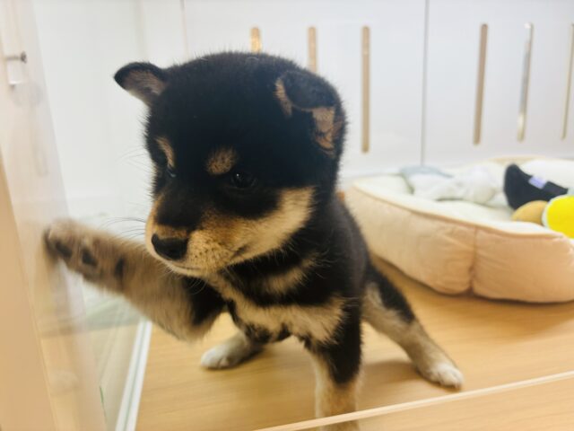 柴犬