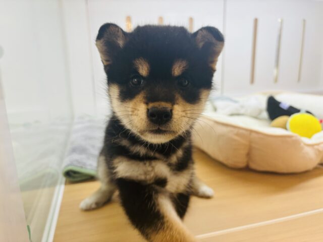 柴犬