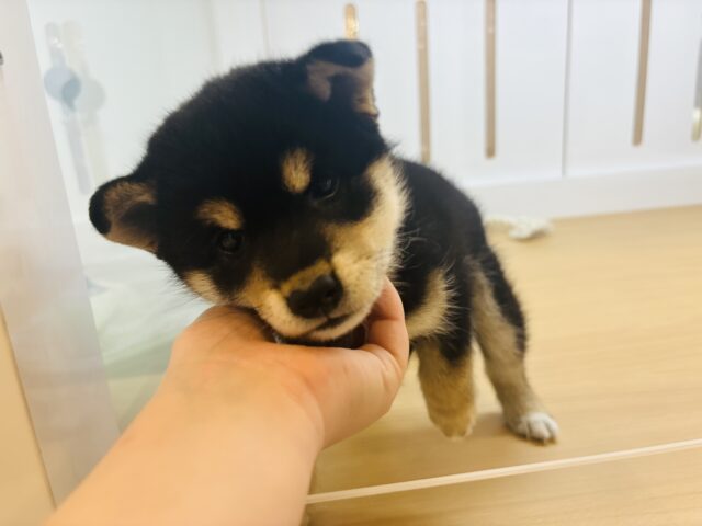 柴犬