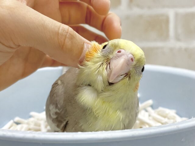 オカメインコ