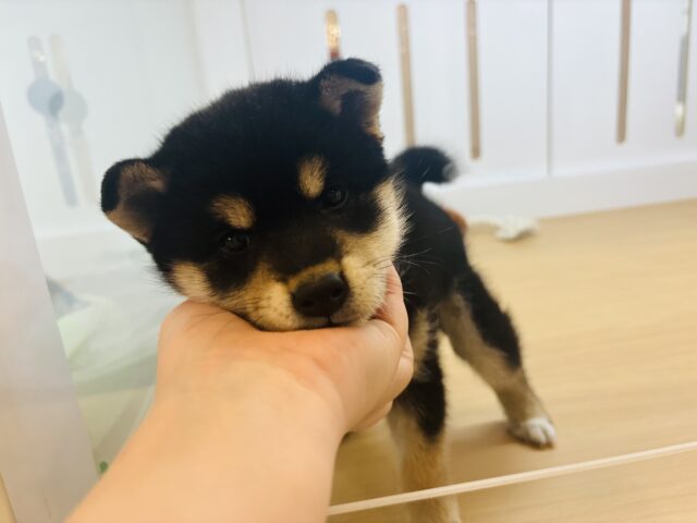 柴犬