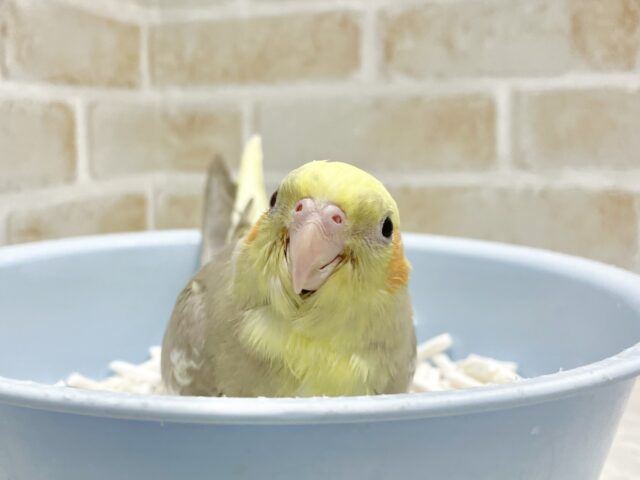 オカメインコ