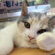 最新画像📷お久しぶり！三毛カラーのブリティッシュちゃん！