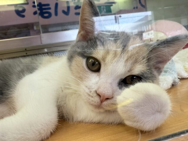 ブリティッシュショートヘア