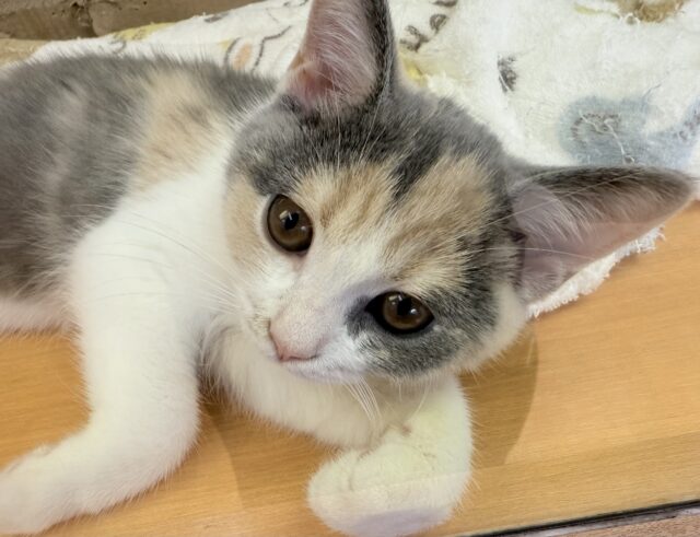 ブリティッシュショートヘア