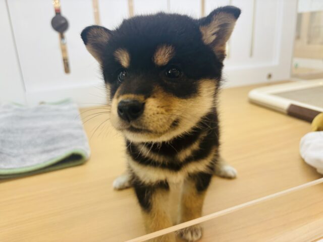 柴犬