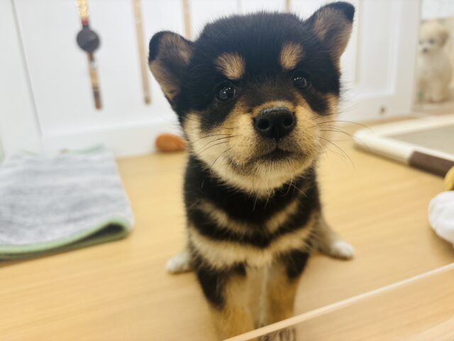柴犬