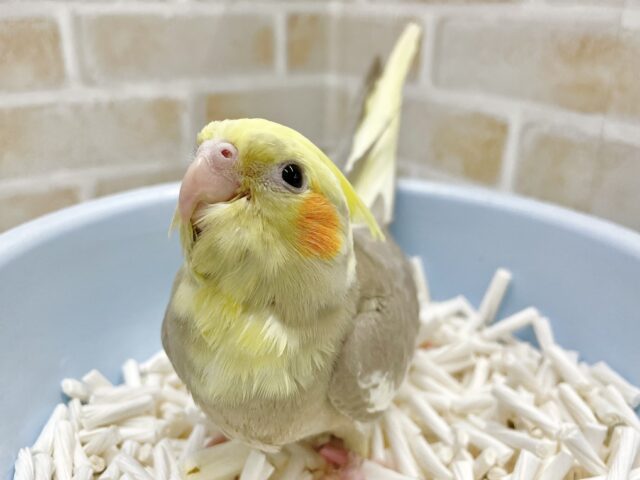 オカメインコ