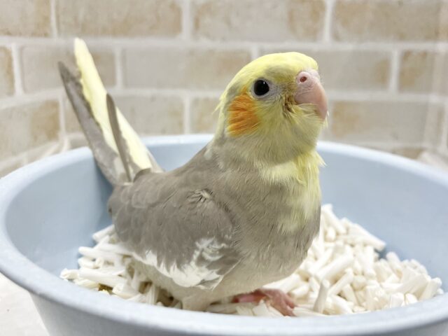 オカメインコ