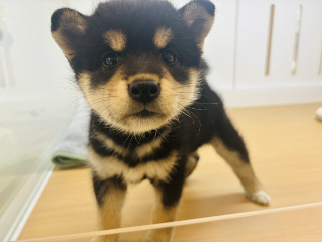柴犬