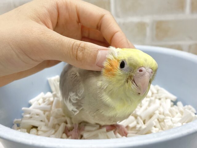オカメインコ